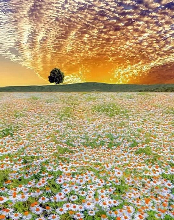 Flower Garden