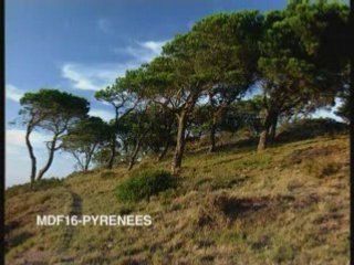 Pyrenees