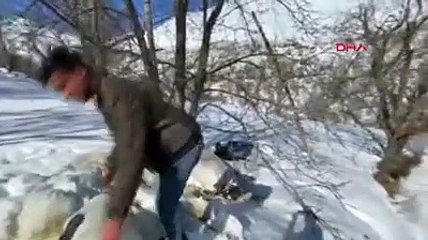 Van'da besicilerin zorlu mesaisi