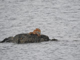 Hunting fox ends up in the drink when he gets cut of by the tide