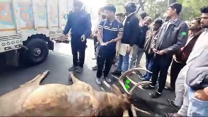 अचानक सडक़ पर आया बारहसिंगा, कारों से टकराकर हुआ घायल