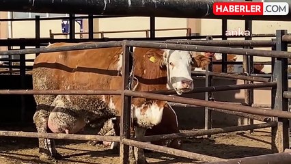 Süt Verimi Müzik Dinletilerek Artırıldı