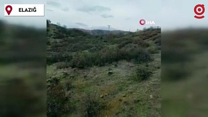 Koruma altındaki dağ keçileri sürü halinde görüntülendi