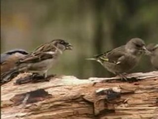 Reconnaitre les oiseaux des jardins