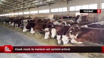 Yozgat'ta ineklere klasik müzik dinletip süt verimini artırdı