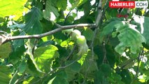 'TÜRKİYE'nin fındık ambarı' Karadeniz Bölgesi'nde yaşlı fındık bahçeleri artıyor
