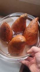 Mon Potager #7 : Je prépare des boutures de Patates douces ! (Exclusivité Dailymotion)