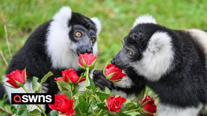 Love is in the air for the animals at the Bristol Zoo Project readying for Valentine's Day
