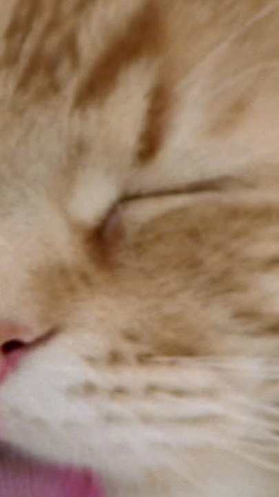 ECTLS - Pourquoi les chats font-ils aussi souvent leur toilette ?