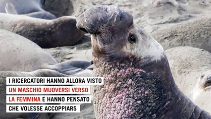 L'elefante marino salva il cucciolo: l'anomalia che colpisce gli etologi