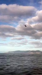 İzmirli yüzücü Bengisu Avcı yine ilki başardı: Cook Boğazı'nı geçen ilk Türk oldu!