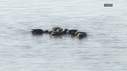 창원 조류 폐사체에서 또 고병원성 조류인플루엔자 / YTN