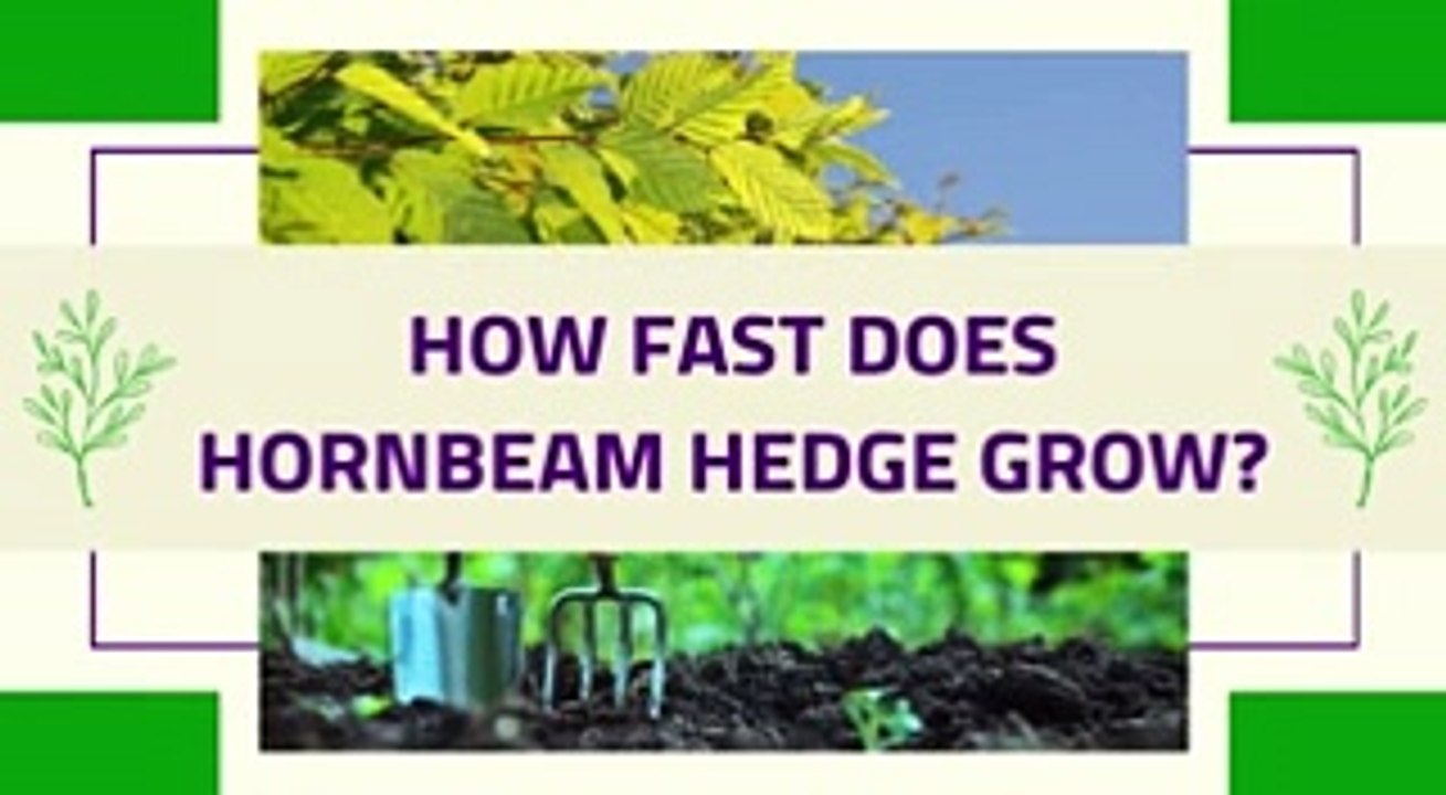 How Fast Does Hornbeam hedge Grow?