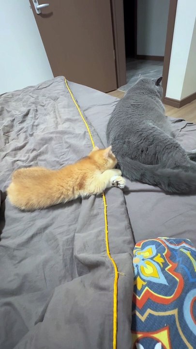Funny cats videos | Funny cat videos 2024 | Funny cat shorts