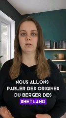 l'origine du berger des shetlands