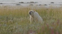La agonía de los osos polares durante los largos veranos árticos comiendo carroña y bayas