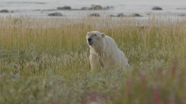 La agonía de los osos polares durante los largos veranos árticos comiendo carroña y bayas