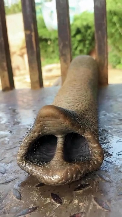 Une trompe attrape des bananes