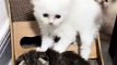 cute kitten protecting each other| kitten being protected| cutest kittens