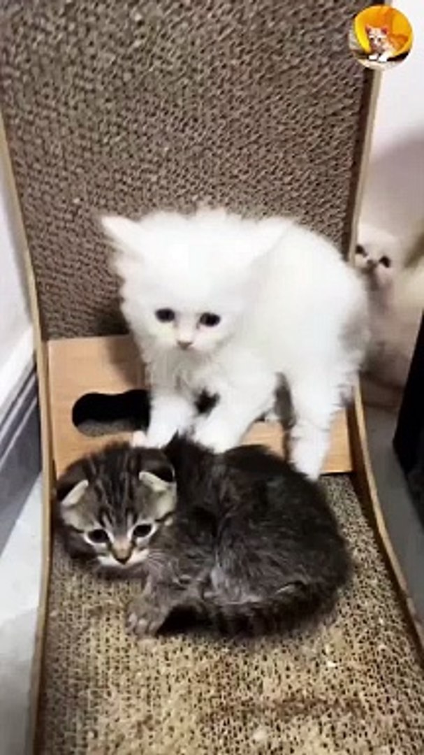 ⁣cute kitten protecting each other| kitten being protected| cutest kittens