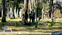 Suman 23 perritos desollados en el Bosque de Nativitas