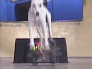 un chien qui fais du skate!!