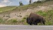 Bison at Yellowstone National Park Reacts to Dog Barking Inside Car
