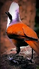 White-crested Laughingthrush Short Facts