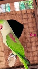 #shortsyoutube #decent #funny #perrot #perrotsound #islamabad #zoo