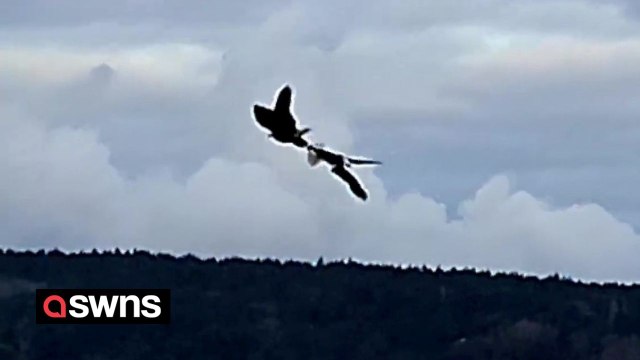 Eagles in cartwheel courtship display - interlocking talons and spinning uncontrollably