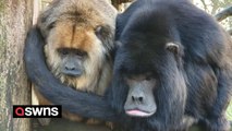 Couple of elderly howler monkeys mark their 17th anniversary together on Valentine's Day