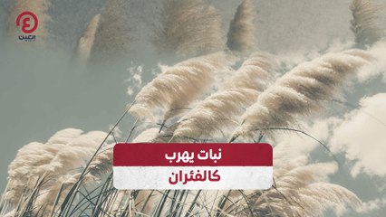 نبات غريب يهرب كالجرذان.. اكتشف سر هذا النبات المدهش 🪴