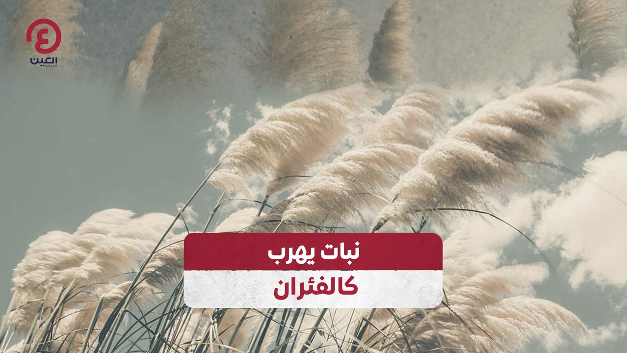 نبات يهرب كالفئران