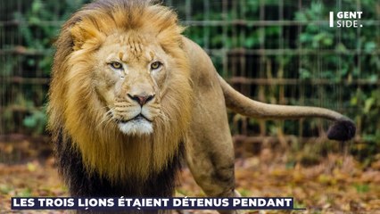Trois lions maltraités dans le cirque William Zavatta, 6 mois de prison avec sursis pour les gérants