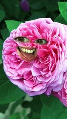 L’infusion parfait avec 6 plantes naturelles ❤️❤️