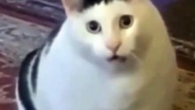 Hhhuh_ Huh_ Cat meme __ #meme #funny