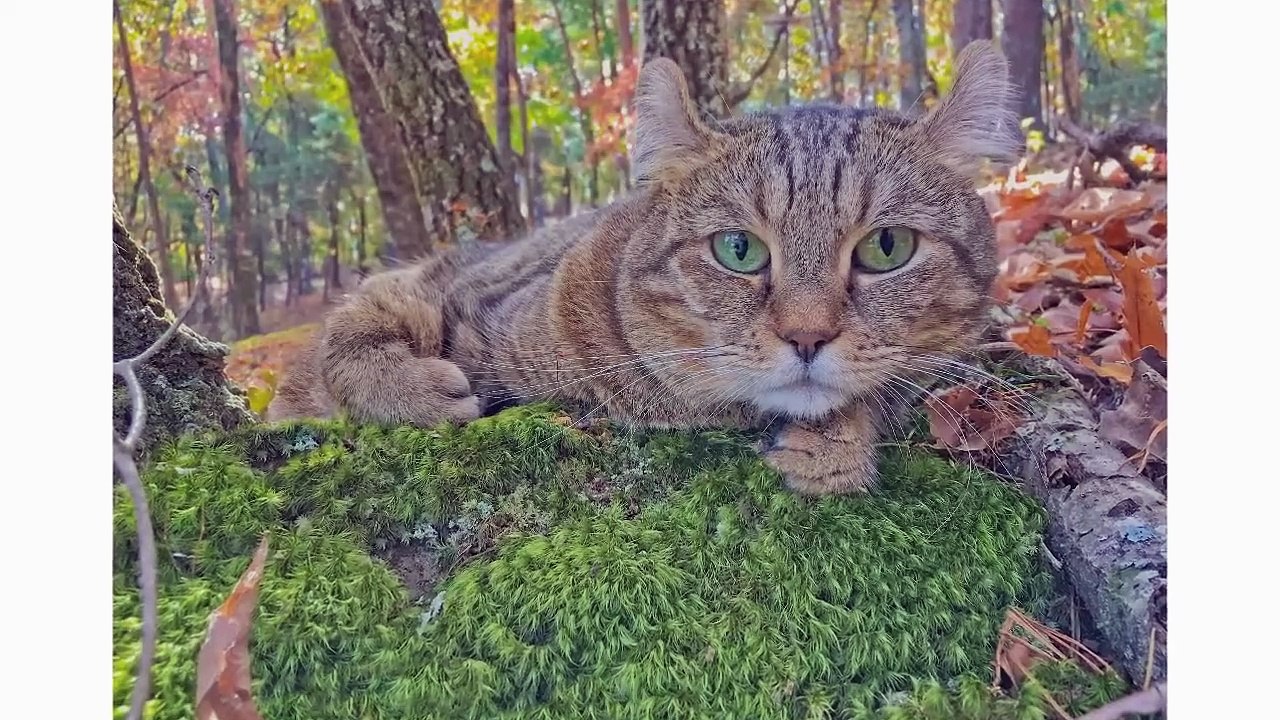 Highlander Lynx_Cat 101 _ Breed & Personality