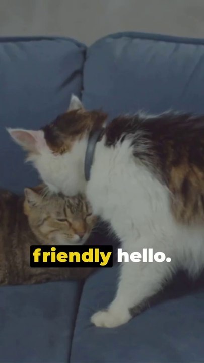 How Cat communicate_ Cracking the Cat Communication Code! #shorts #short #catcommunication