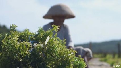 Wahlen in Indonesien und die Hoffnungen der Algenbauern