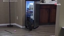 Video: Gatto si dirige verso la cucina. La sua strategia per ottenere lo spuntino è spettacolare