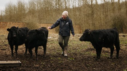 Frankly Alpacas diversifying to include Dexter Cows and Sheep