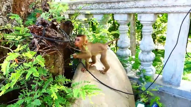 Saro Is A Clever Baby, Saro Brings Lotus To Give His Mother Sarika (720p_25fps_H264-192kbit_AAC)