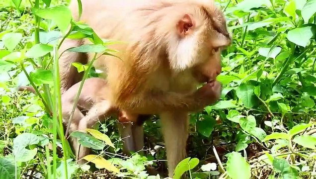 SARO Playing In Garden With Mom Sarika To Find The Meal (720p_25fps_H264-192kbit_AAC)