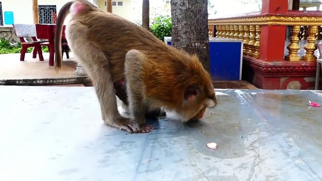 Seeing little baby scream crying under chest of mother, feel very pity, mother is busy (720p_25fps_H264-192kbit_AAC)