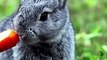 Baby rabbits health | Baby rabbits handling #pets_birds #bunny_love bunnies