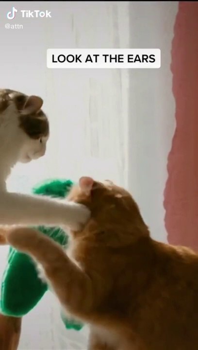 How to tell if a cat is playing or fighting.