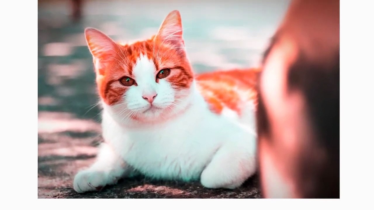 Japanese Bobtail Cat 101 _ Breed & Personality