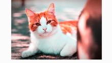 Japanese Bobtail Cat 101 _ Breed & Personality