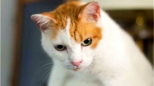 Japanese Bobtail Cat VS. American Bobtail Cat