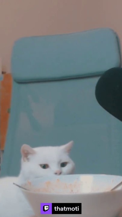 Kater auf geheimer Mission